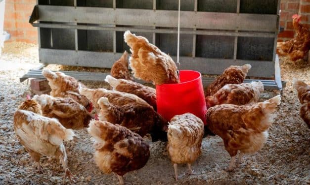 Gérer une grande ferme : se former pour nourrir la santé de demain