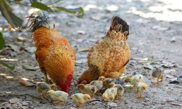 Vitamines issues des poules : un apport naturel au service de la santé humaine